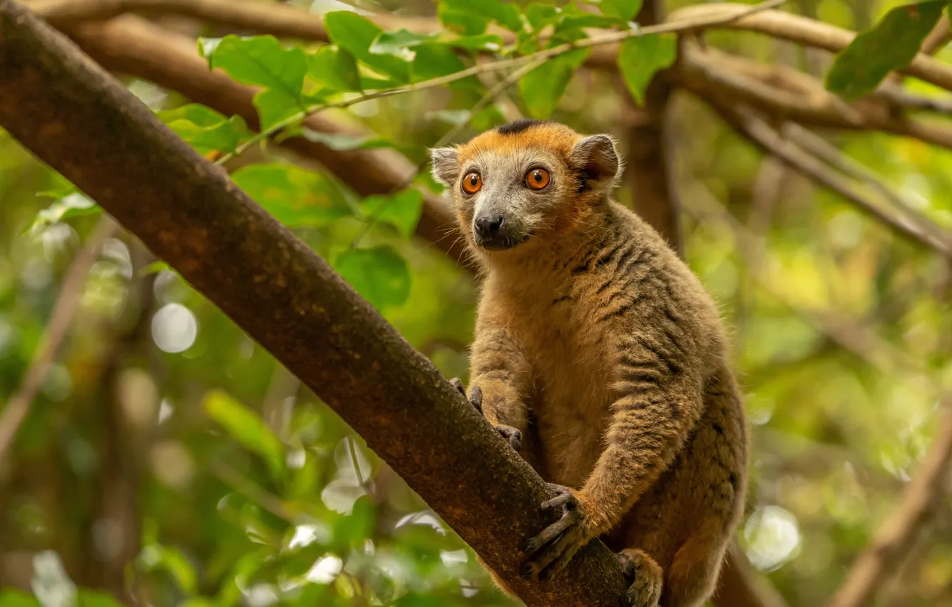 Photo wallpaper forest, trees, lemur
