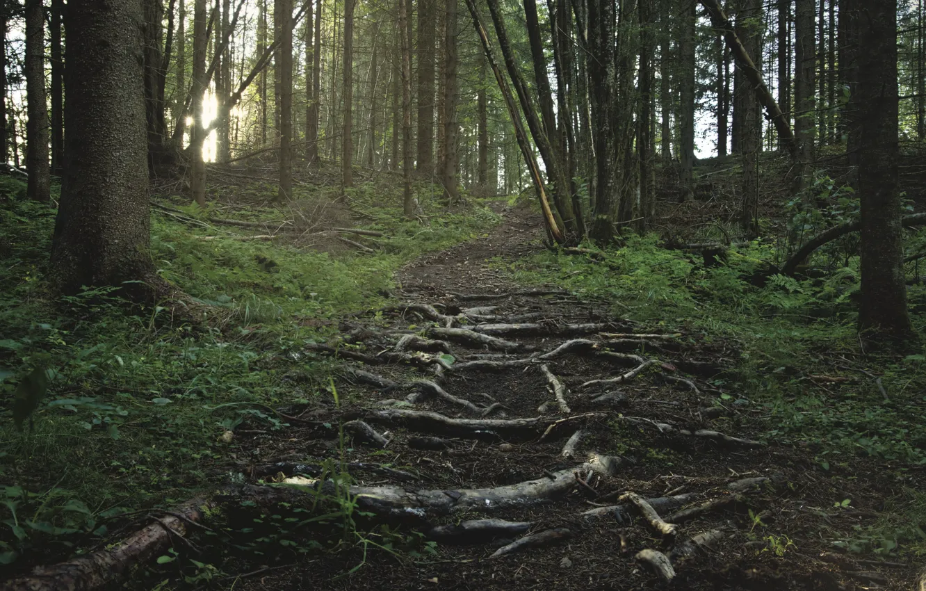 Photo wallpaper forest, trees, roots