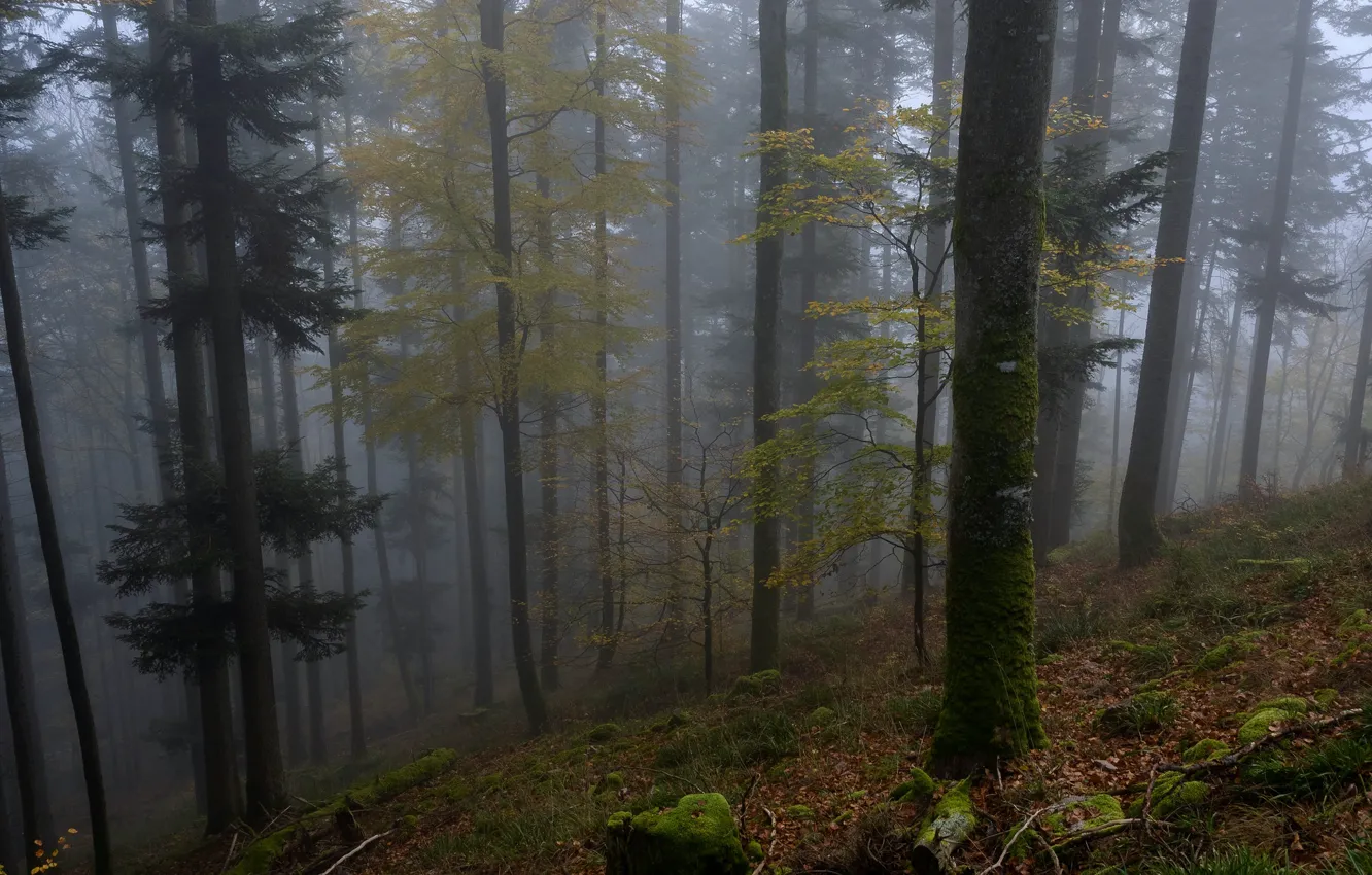 Photo wallpaper forest, trees, nature, fog