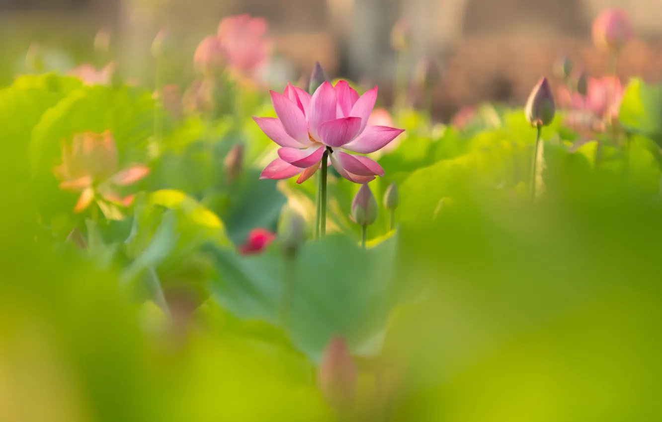 Photo wallpaper flower, pink, Lotus