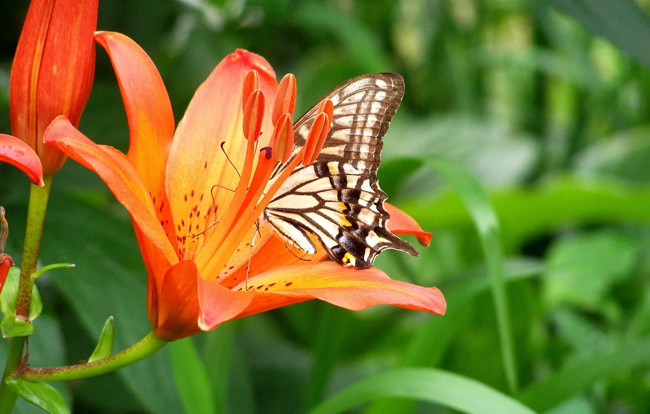 Photo wallpaper flowers, macro, butterfly, wings, tulips, insect, beautiful, closeup