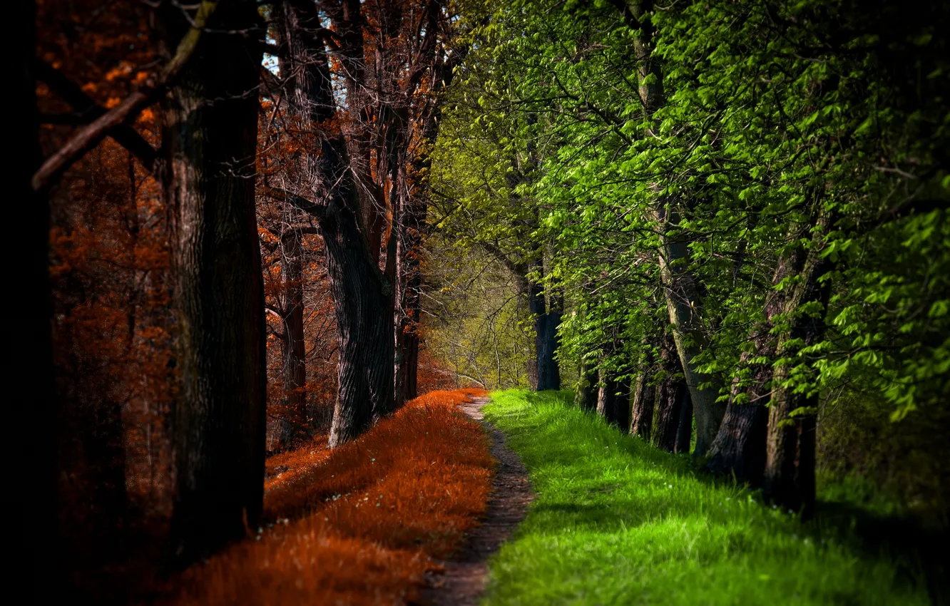 Photo wallpaper road, autumn, forest, trees, nature, Park, spring, forest