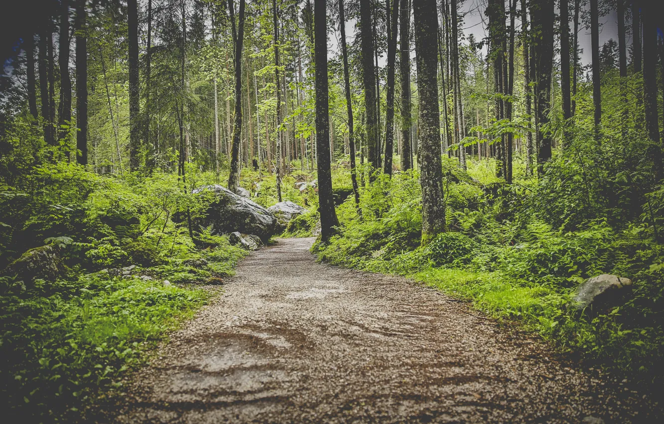 Photo wallpaper forest, trees, path, photo, photographer, markus spiske