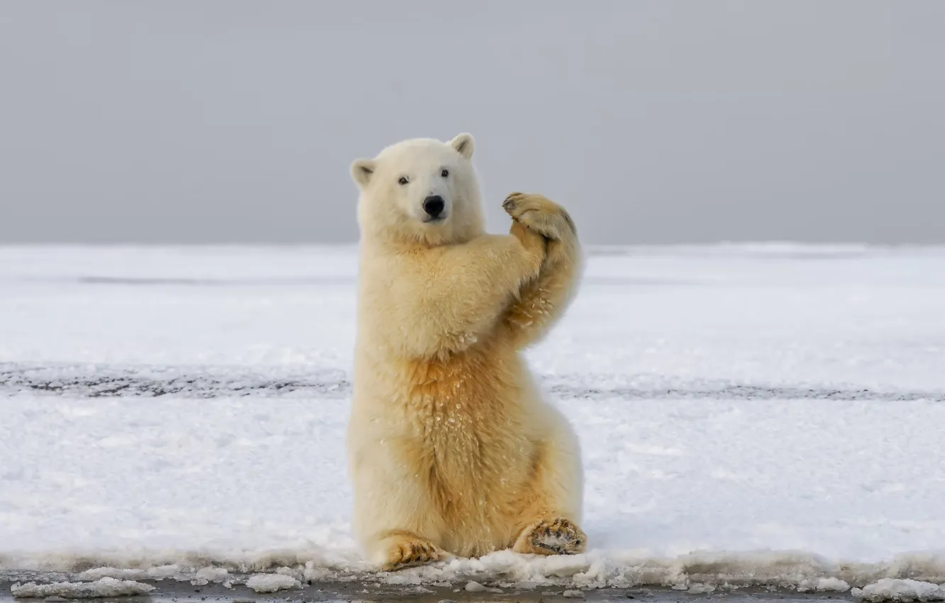 Photo wallpaper bear, snow, animal, polar bear, wildlife, Arctic