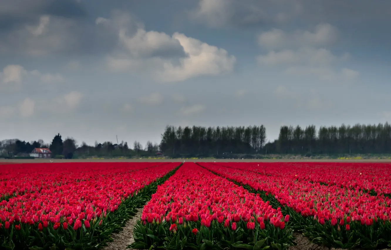 Photo wallpaper field, flowers, tulips