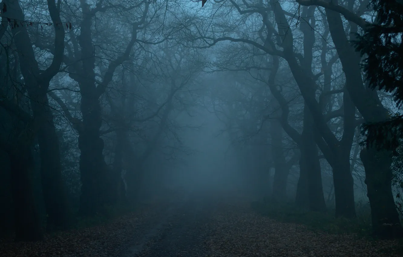 Photo wallpaper road, forest, trees, nature, fog