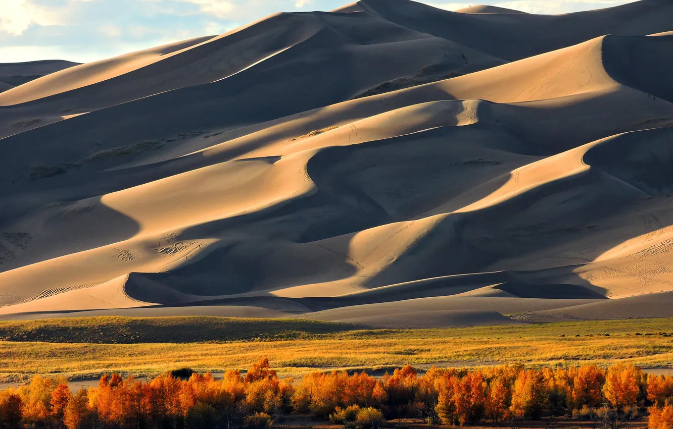 Photo wallpaper sand, field, autumn, the sky, trees, landscape, nature, the dunes