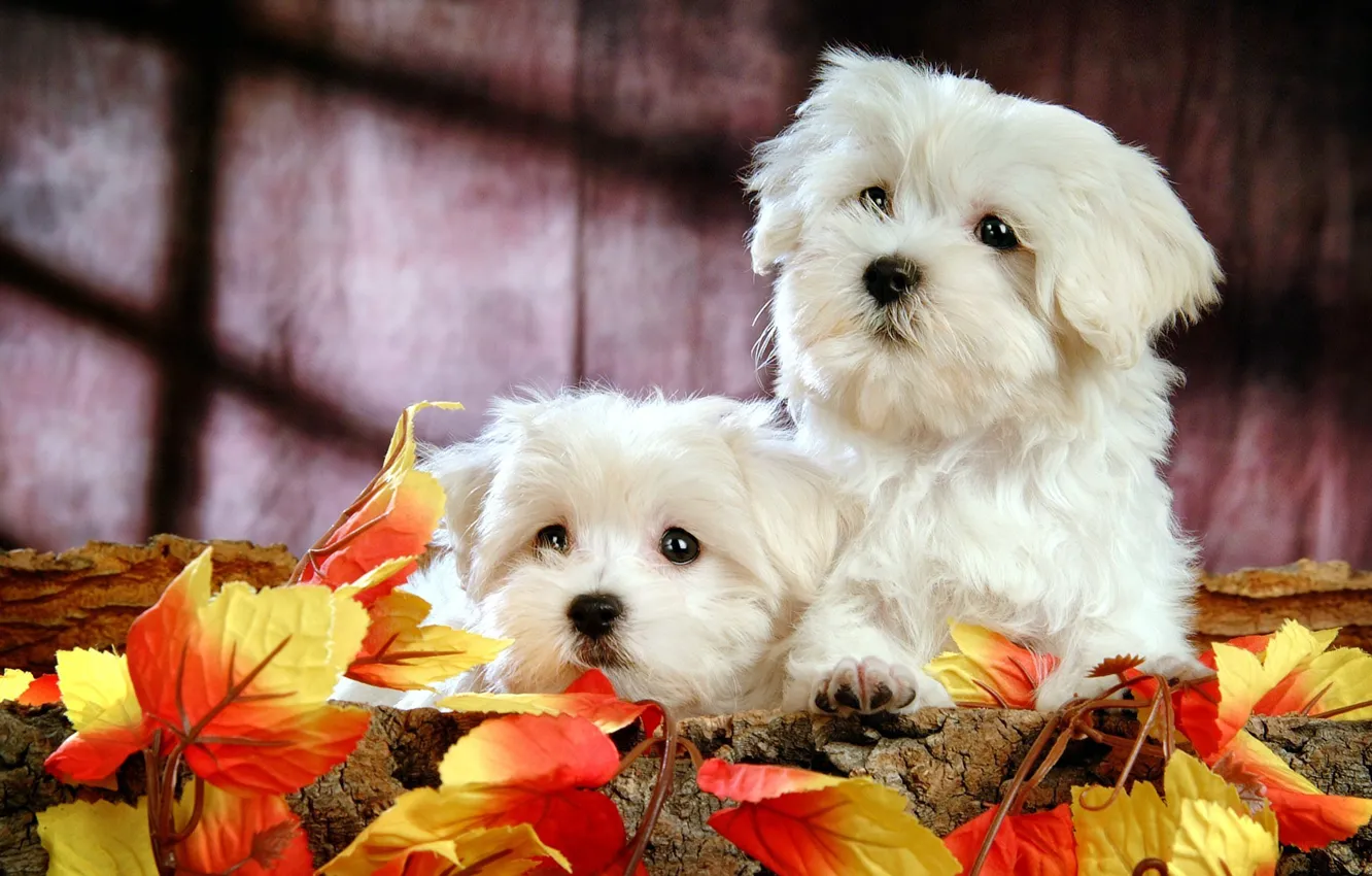 Photo wallpaper dogs, puppies, lapdog