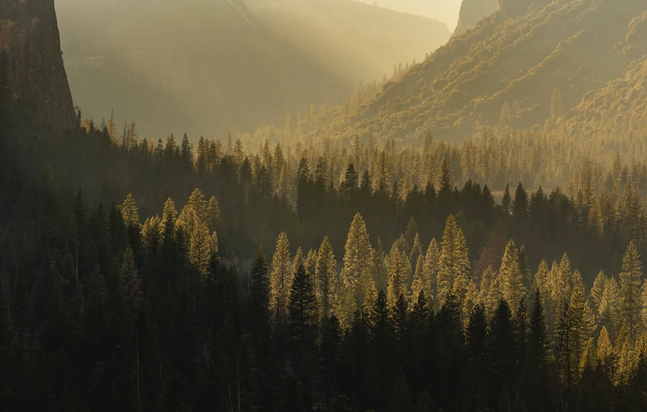 Photo wallpaper sunshine, nature, wood, mountain, sunlight, Stephen Leonardi