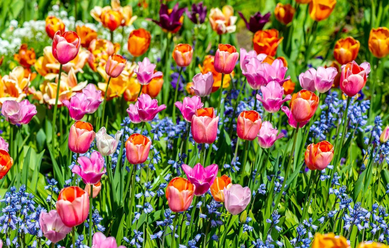 Photo wallpaper bright, tulips, motley