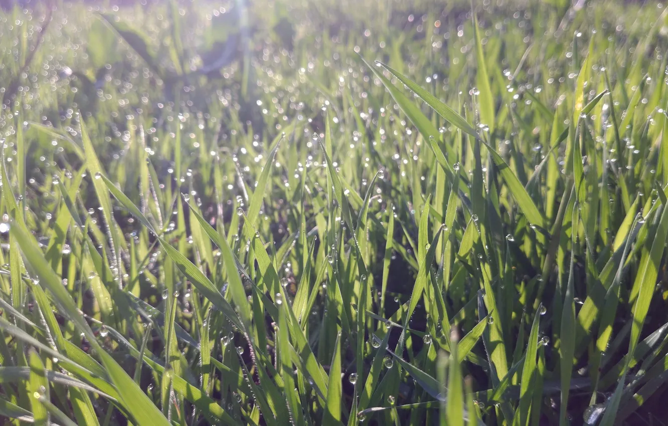 Photo wallpaper grass, drops, Rosa, glare, morning, April, spring 2018, meduzanol ©