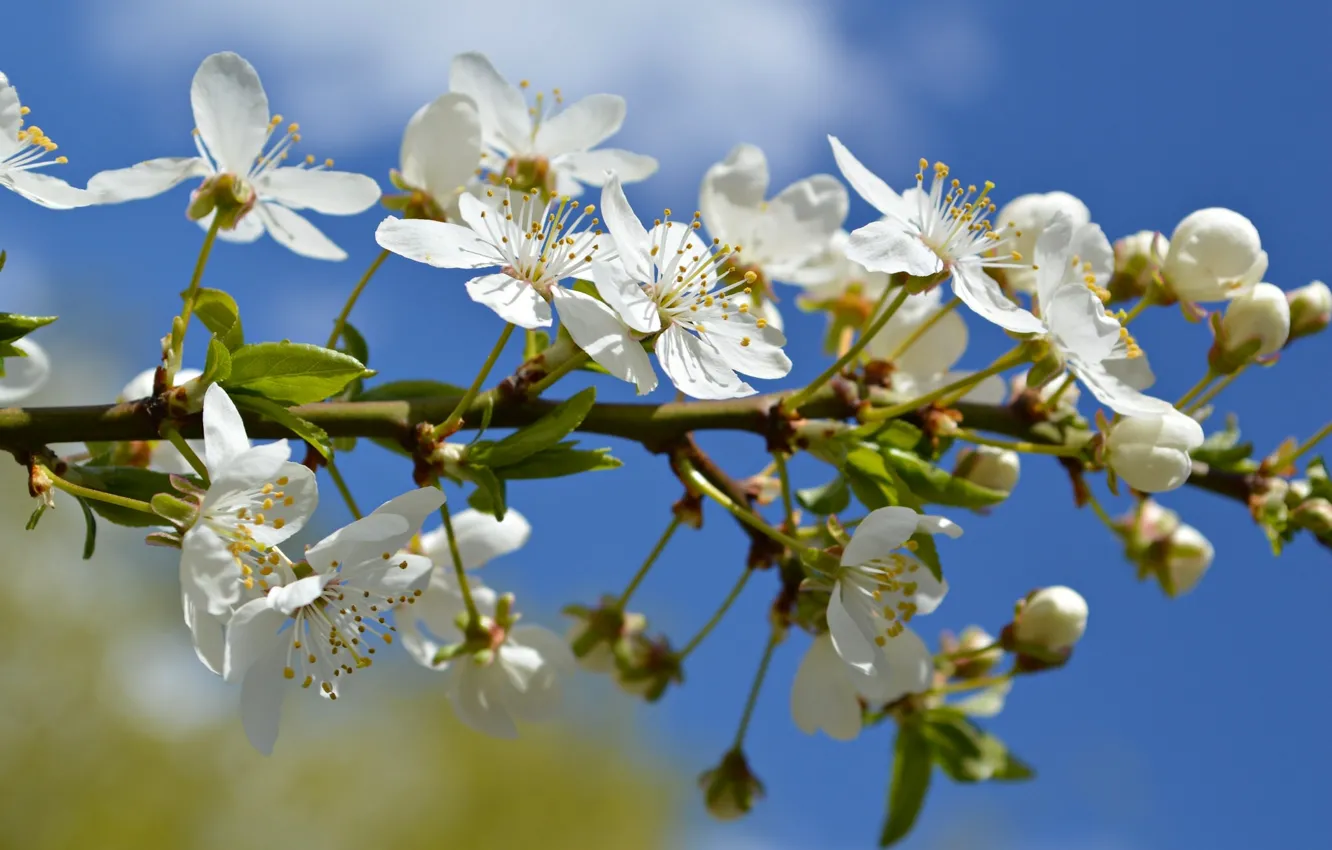 Photo wallpaper macro, flowers, branches, cherry, spring, flowering