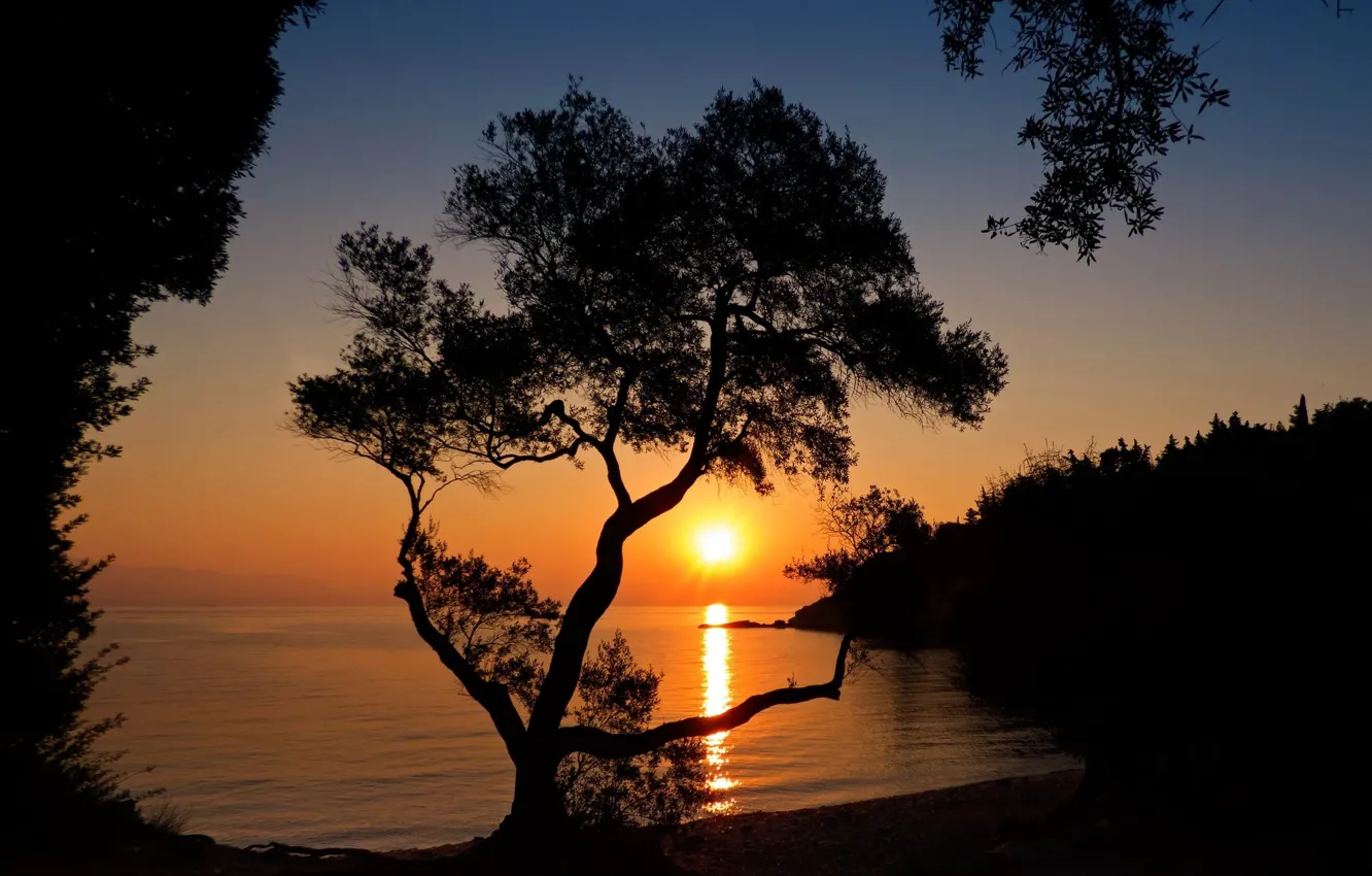 Photo wallpaper trees, sunset, black, the evening, silhouette