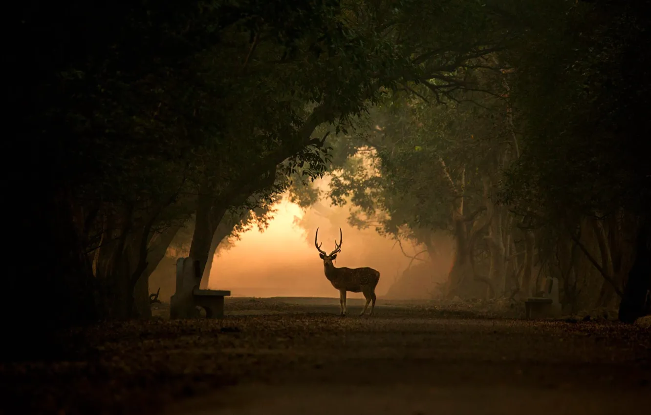Photo wallpaper Park, deer, India, silhouette, horns, alley, Aksis, Keoladeo Ghana