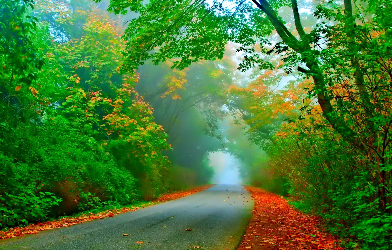 Photo wallpaper road, autumn, leaves, trees, fog, the tunnel