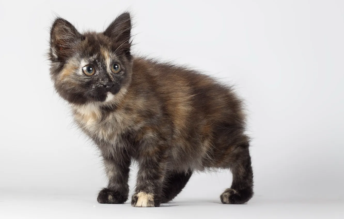 Photo wallpaper cat, look, background