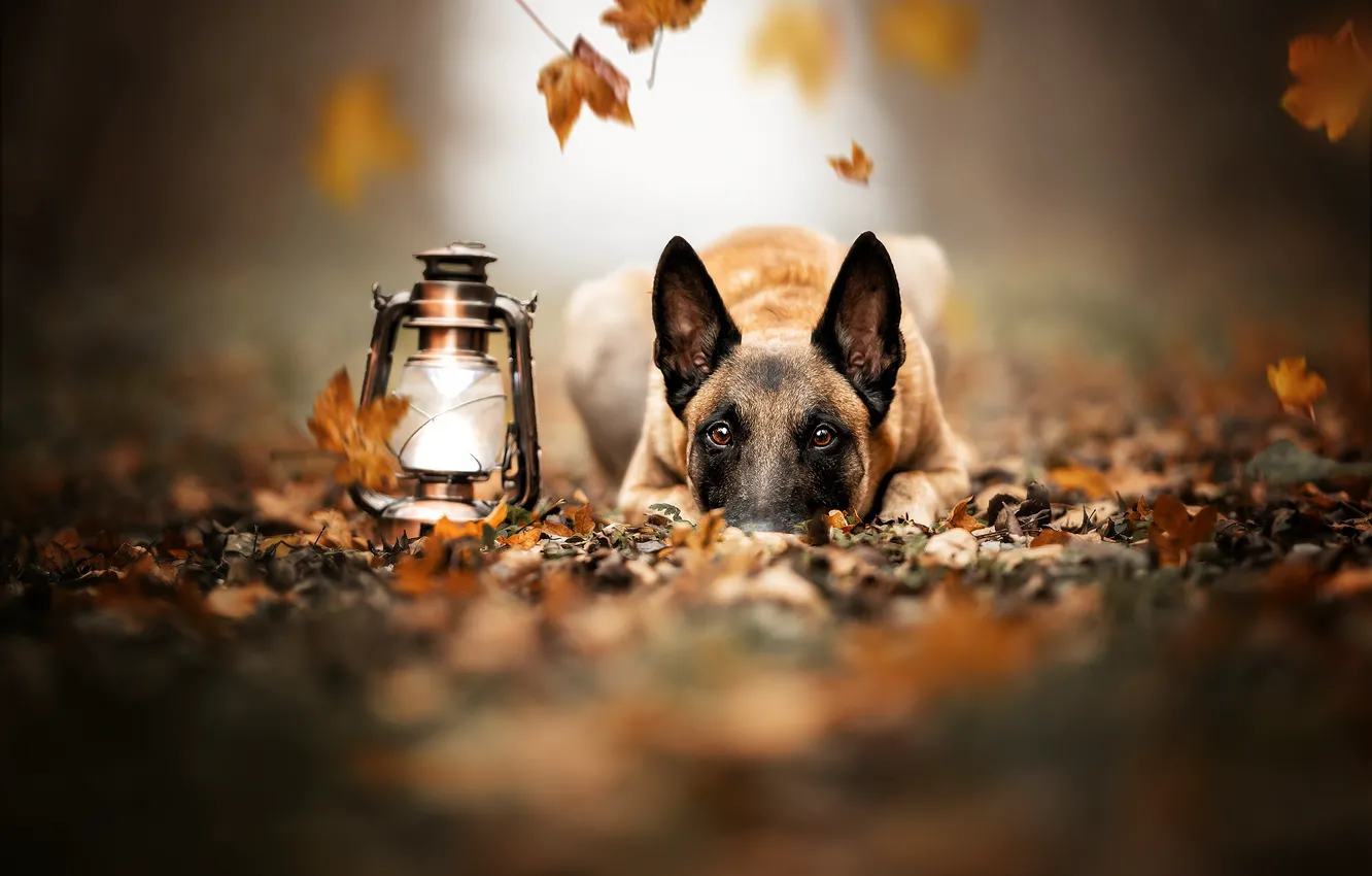 Photo wallpaper autumn, look, face, leaves, dog, lantern, Malinois, Belgian shepherd