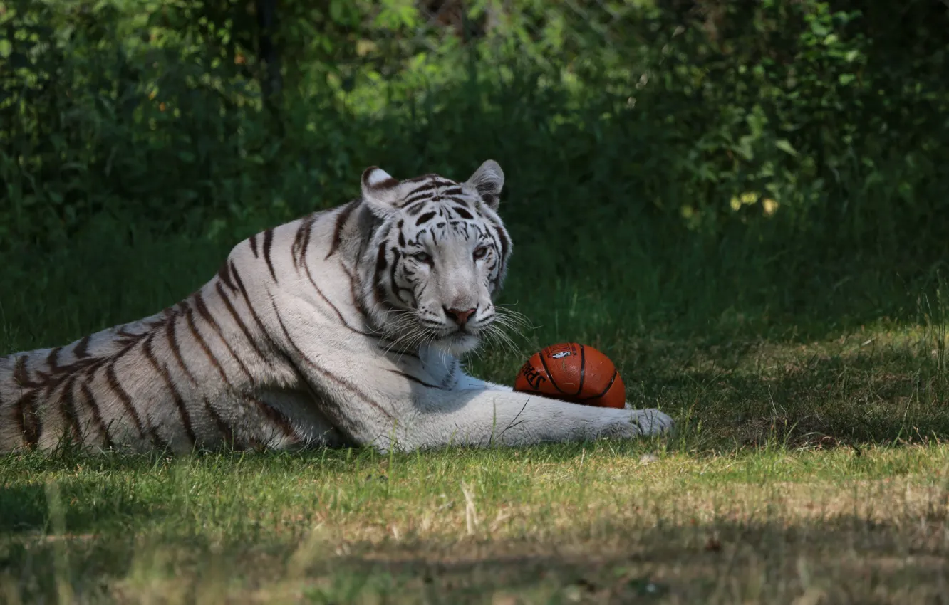 Photo wallpaper Look, Park, White Tiger, The ball