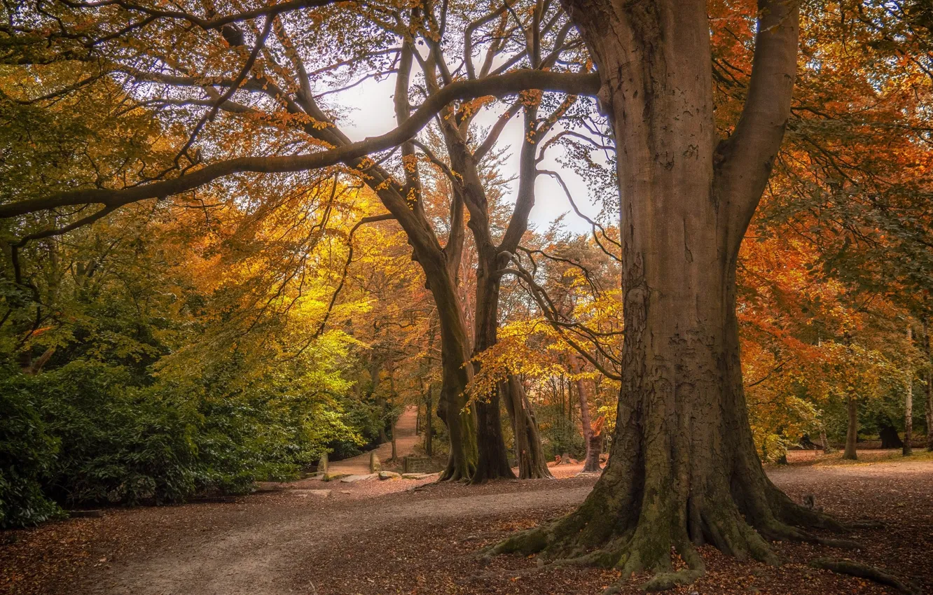 Photo wallpaper autumn, trees, nature