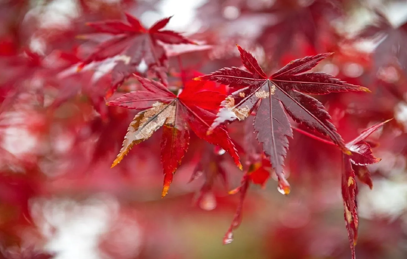 Photo wallpaper leaves, drops, rain