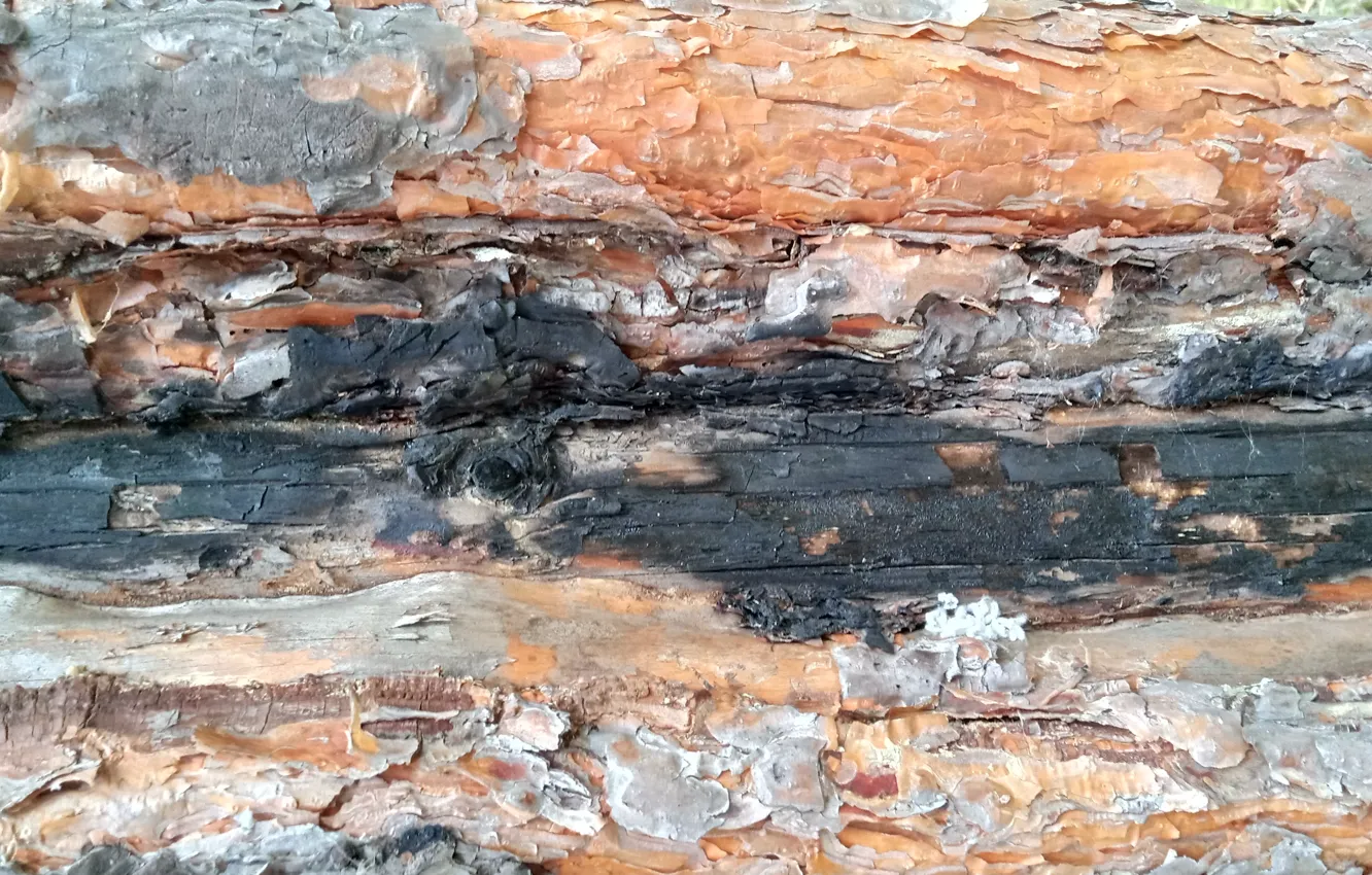 Photo wallpaper tree, bark, pine, wood texture