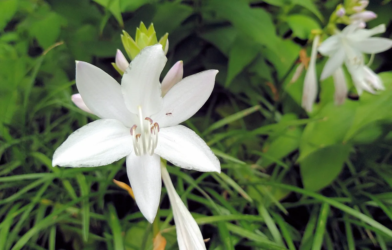 Photo wallpaper Fred Fletcher Park, Jim Perry, Fragrant Plantian Lily