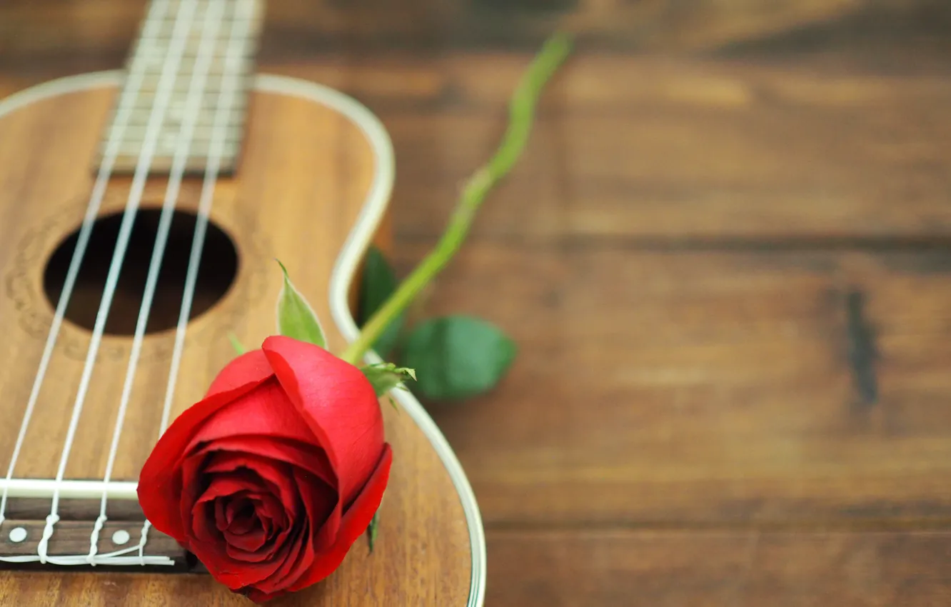 Photo wallpaper flower, rose, Guitar, Bud