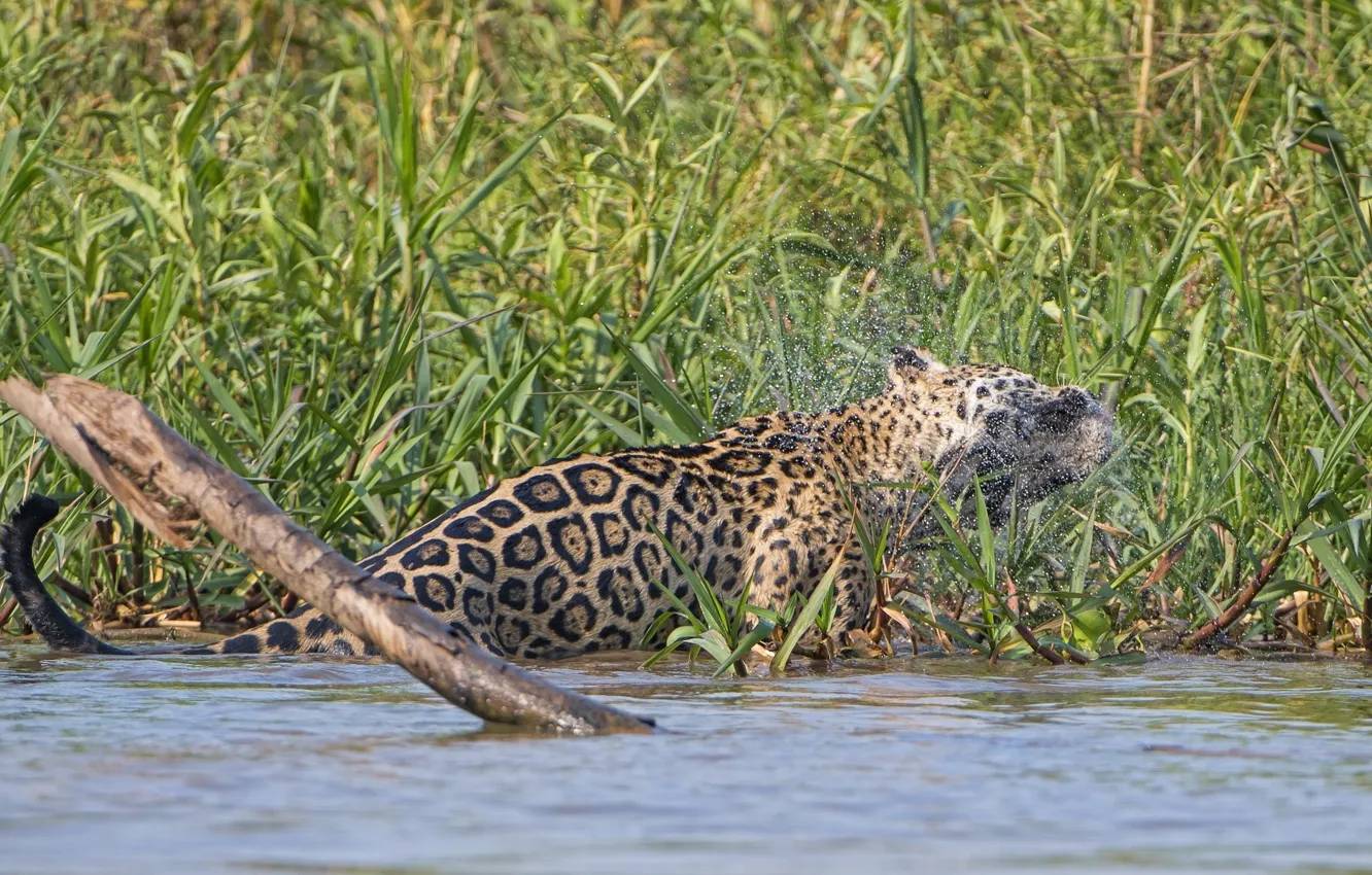 Photo wallpaper squirt, predator, Jaguar, wild cat, shakes