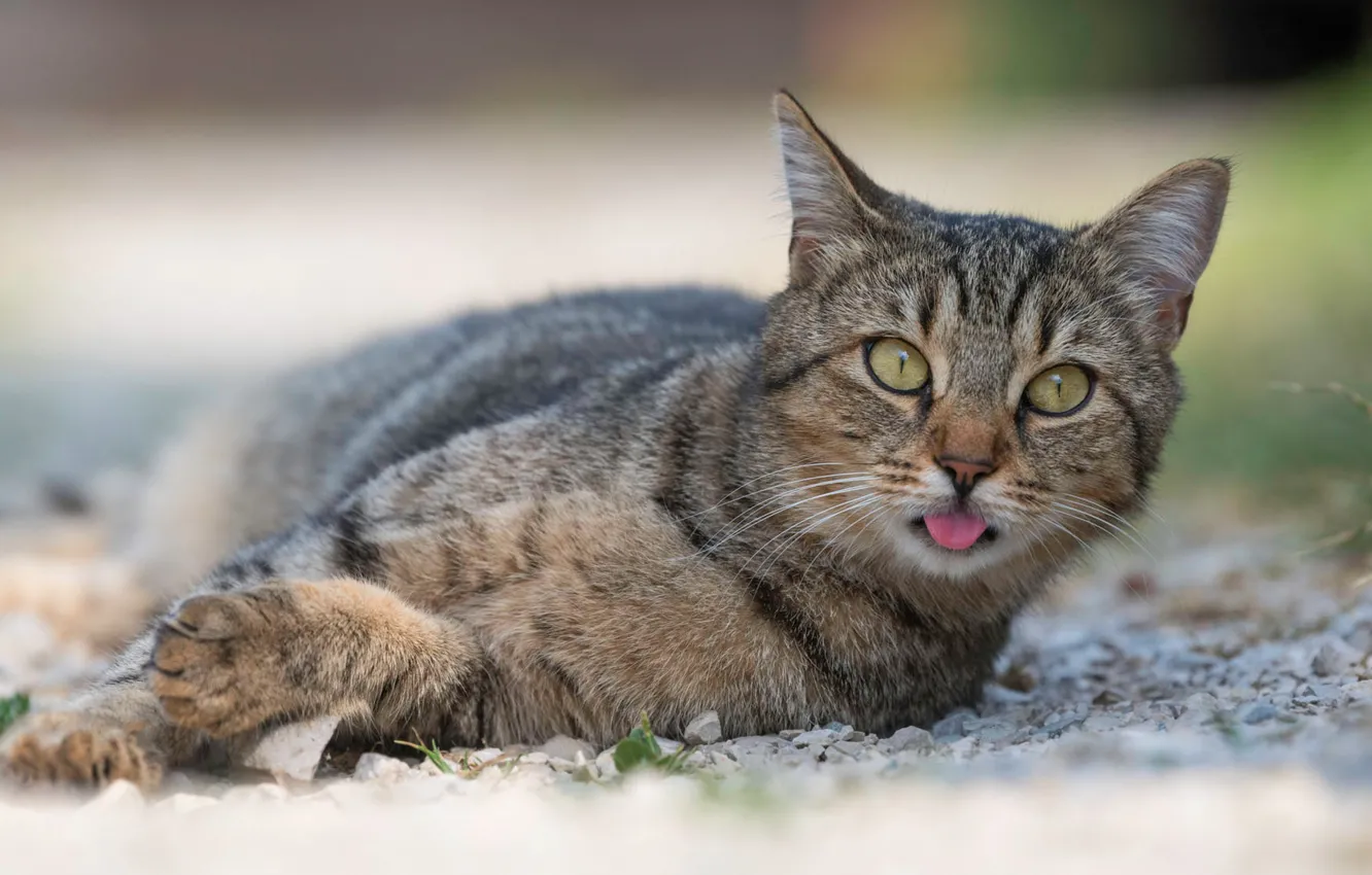 Photo wallpaper language, cat, cat, look, face, nature, pose, pebbles