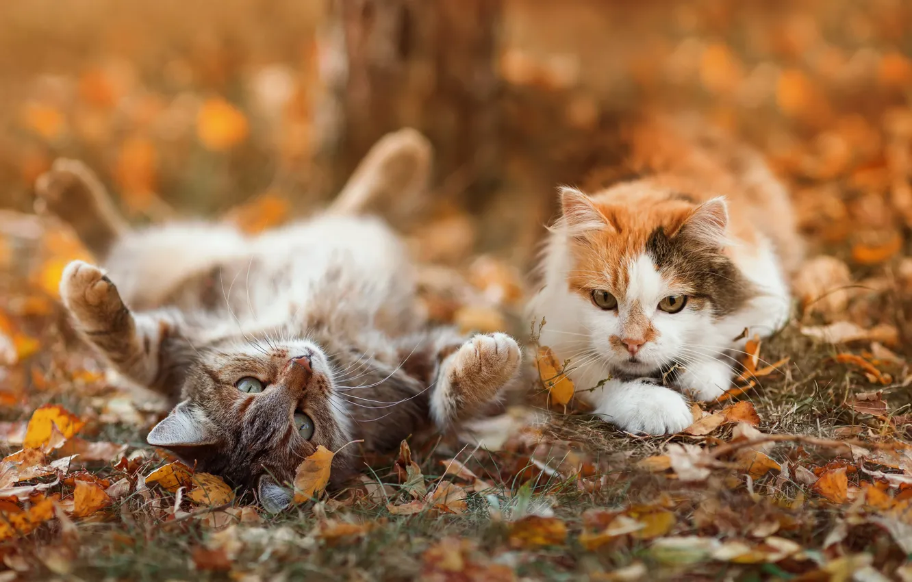 Photo wallpaper autumn, cat, cat, pose