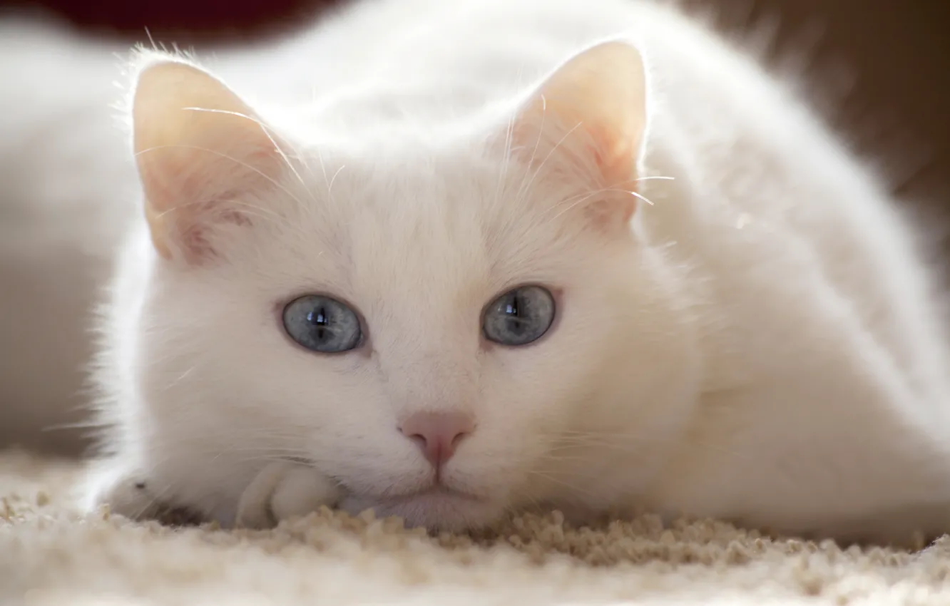 Photo wallpaper white, cat, look, lies, looks