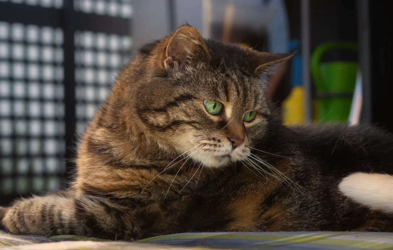 Photo wallpaper cat, muzzle, Kote