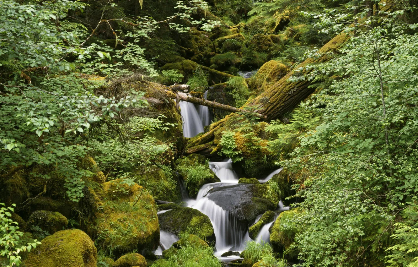 Photo wallpaper forest, stream, stones