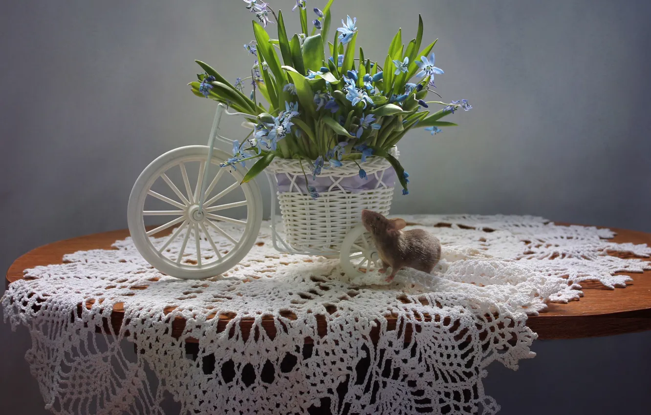 Photo wallpaper flowers, spring, mouse, still life, Scilla