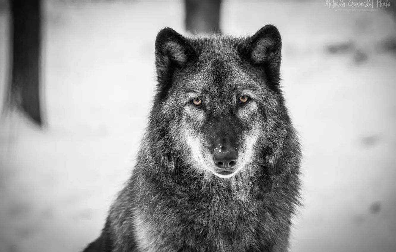 Photo wallpaper Predator, nature, animal, wolf, wildlife, portrait., Canis lupus. face • wolf • portrait • predator