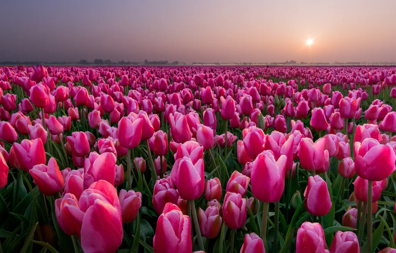 Photo wallpaper field, sunset, tulips, Netherlands, buds, a lot