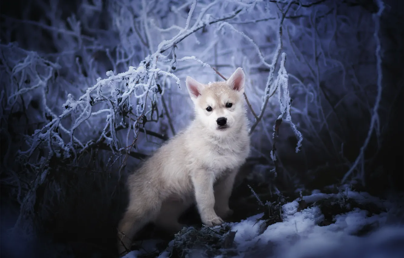 Photo wallpaper winter, nature, Nordic Wolfdogs