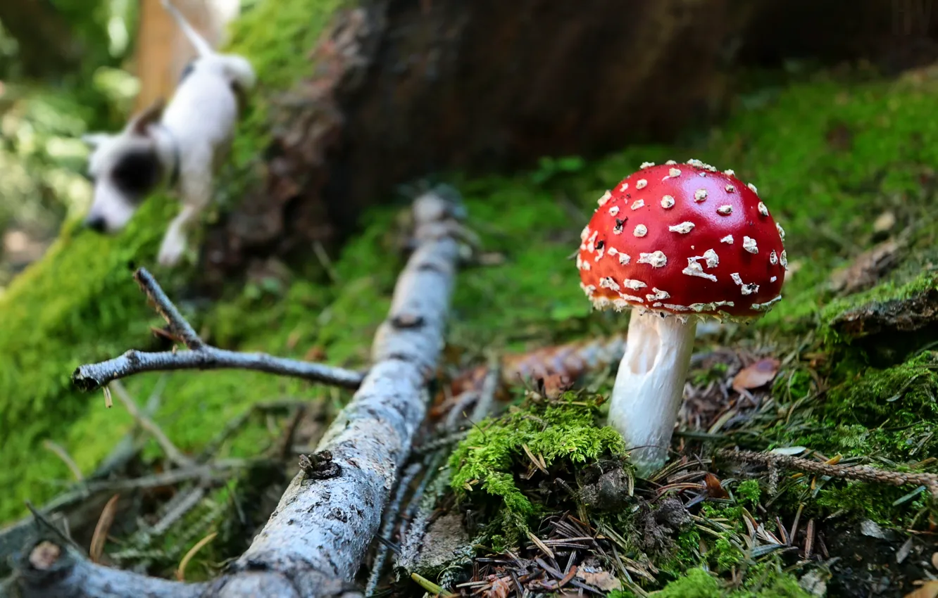 Photo wallpaper forest, branches, nature, mushrooms, moss, dog, mushroom