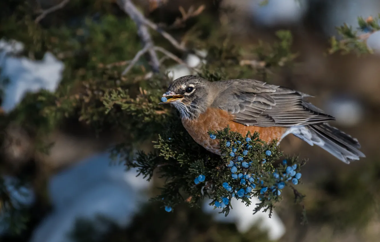 Photo wallpaper winter, snow, berries, the dark background, bird, fruit, needles, juniper