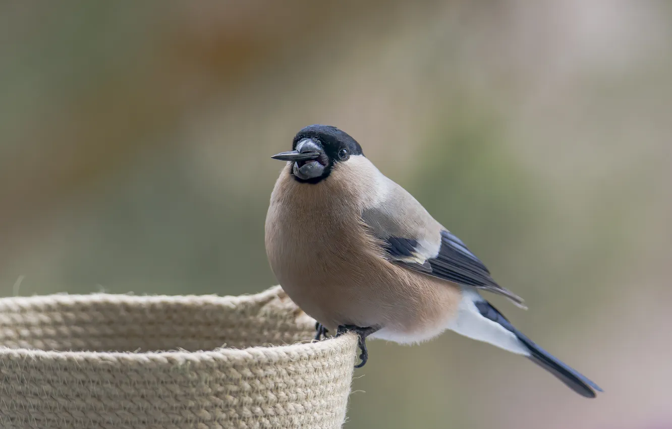 Photo wallpaper bird, feeder, holds a seed, female bullfinch