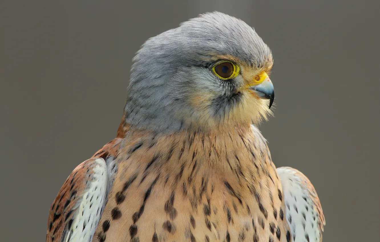 Photo wallpaper bird, portrait, Falcon, Kestrel