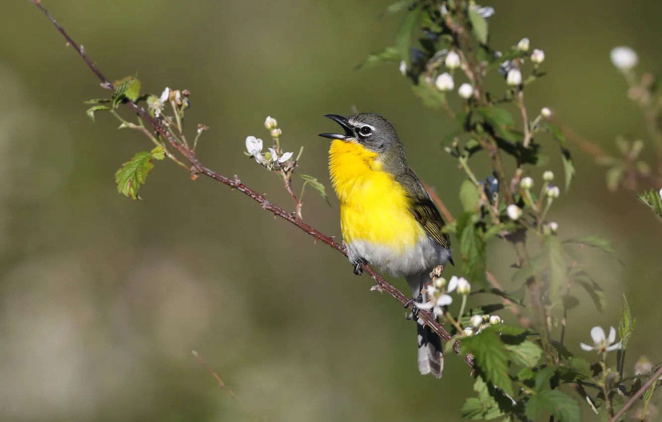 Photo wallpaper flowers, bokeh, bird, flowering, branches, spring
