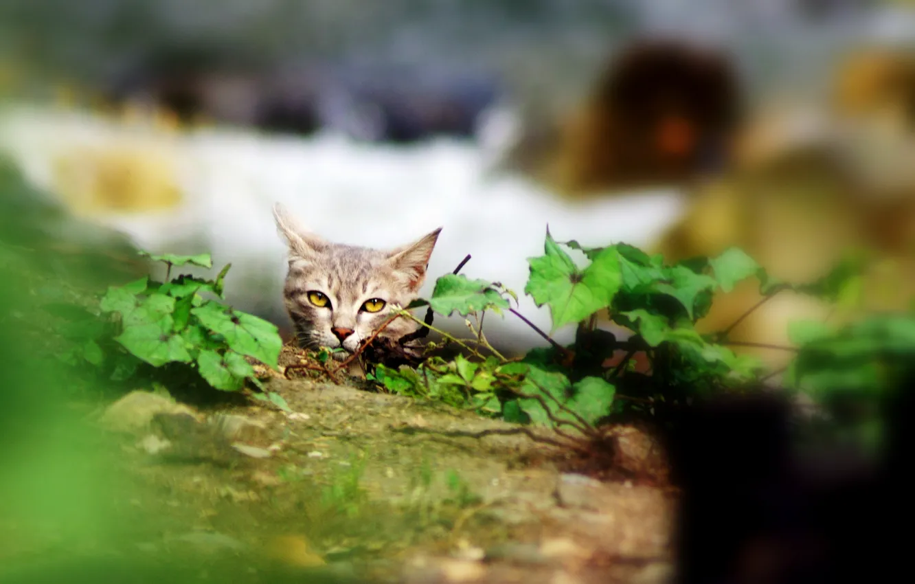 Photo wallpaper cat, look, leaves, plants, shelter, grey
