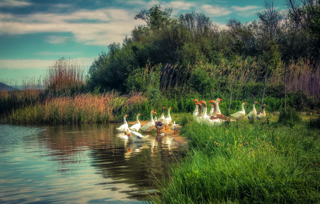 Photo wallpaper birds, river, reed, geese