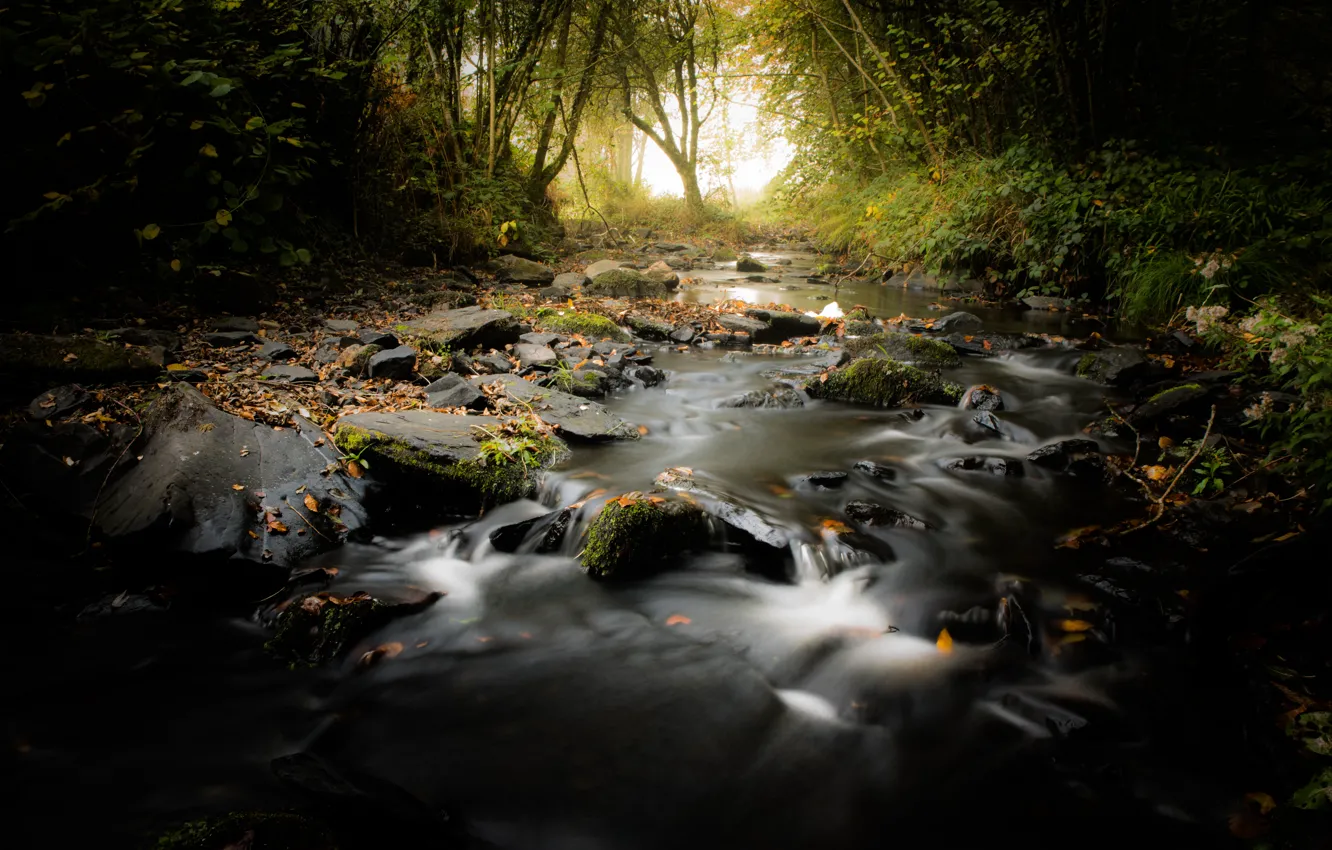 Photo wallpaper forest, fog, river