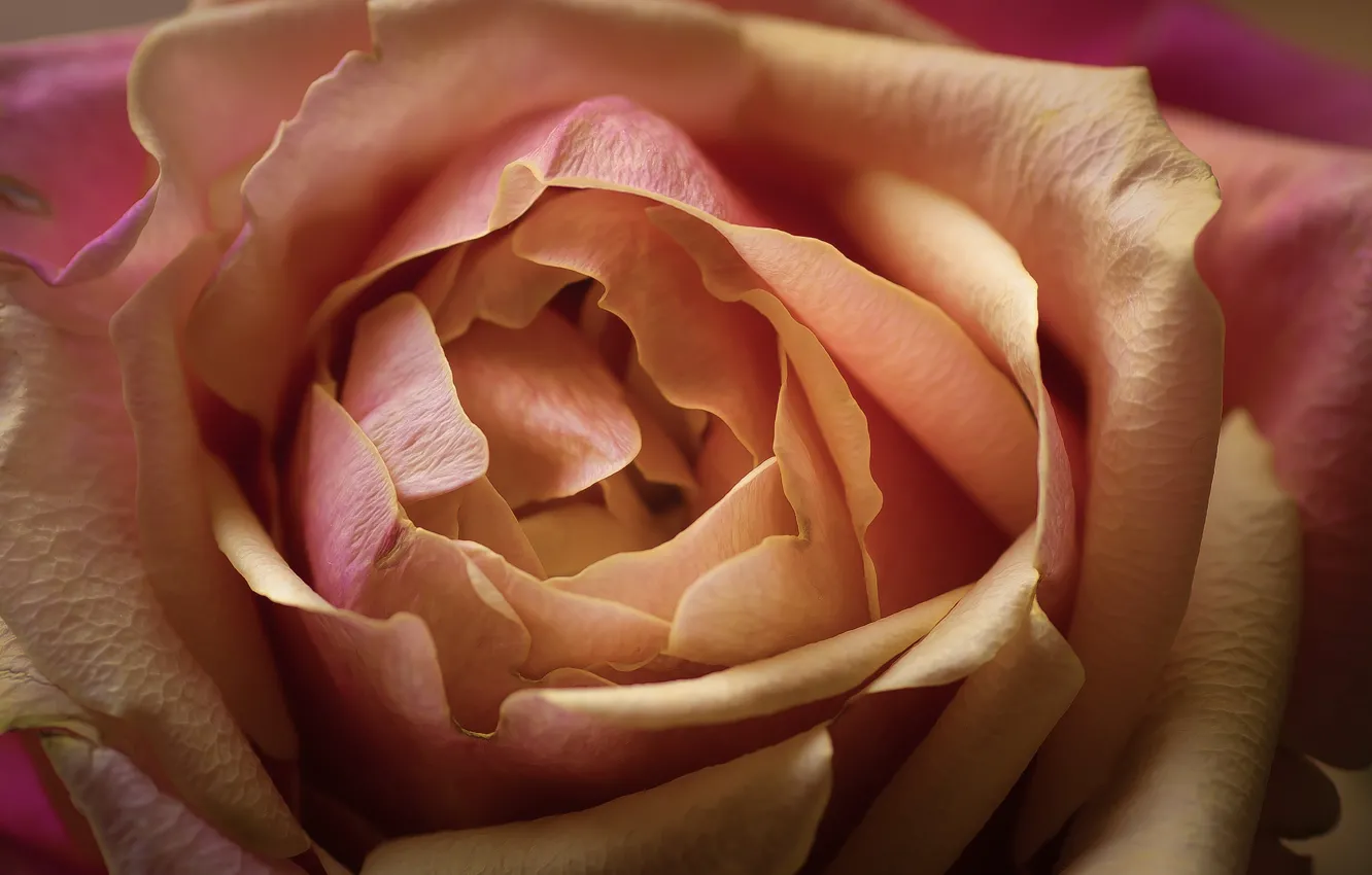 Photo wallpaper macro, roses, petals, buds