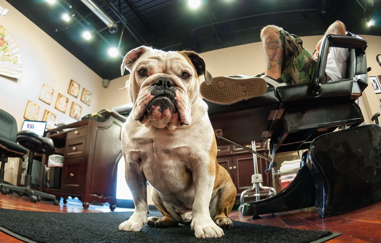 Photo wallpaper look, each, home, dog