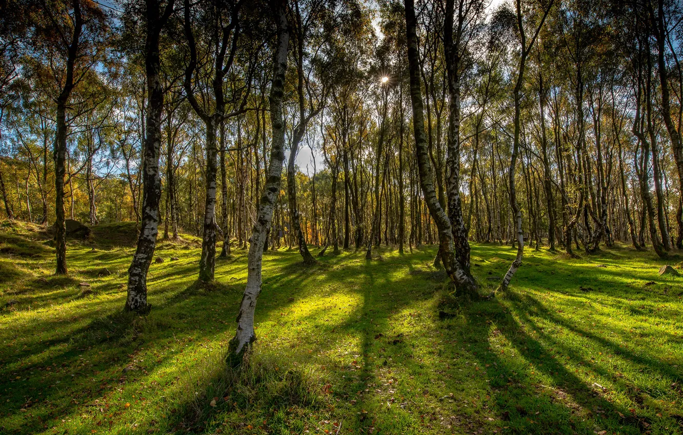 Photo wallpaper greens, grass, the sun, trees, Park, UK, Derbyshire, Bole Hill