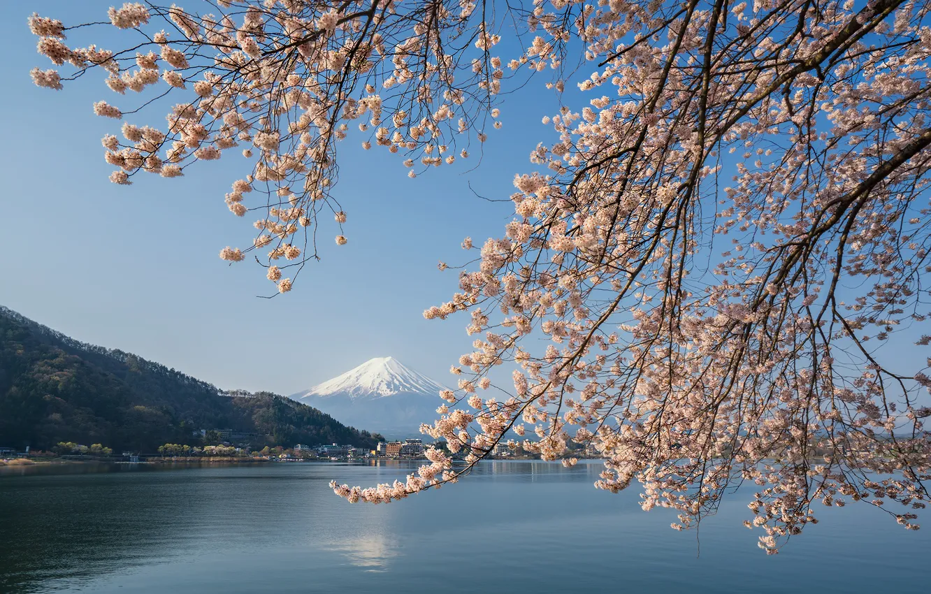 Photo wallpaper lake, spring, Japan, Sakura, mount Fuji