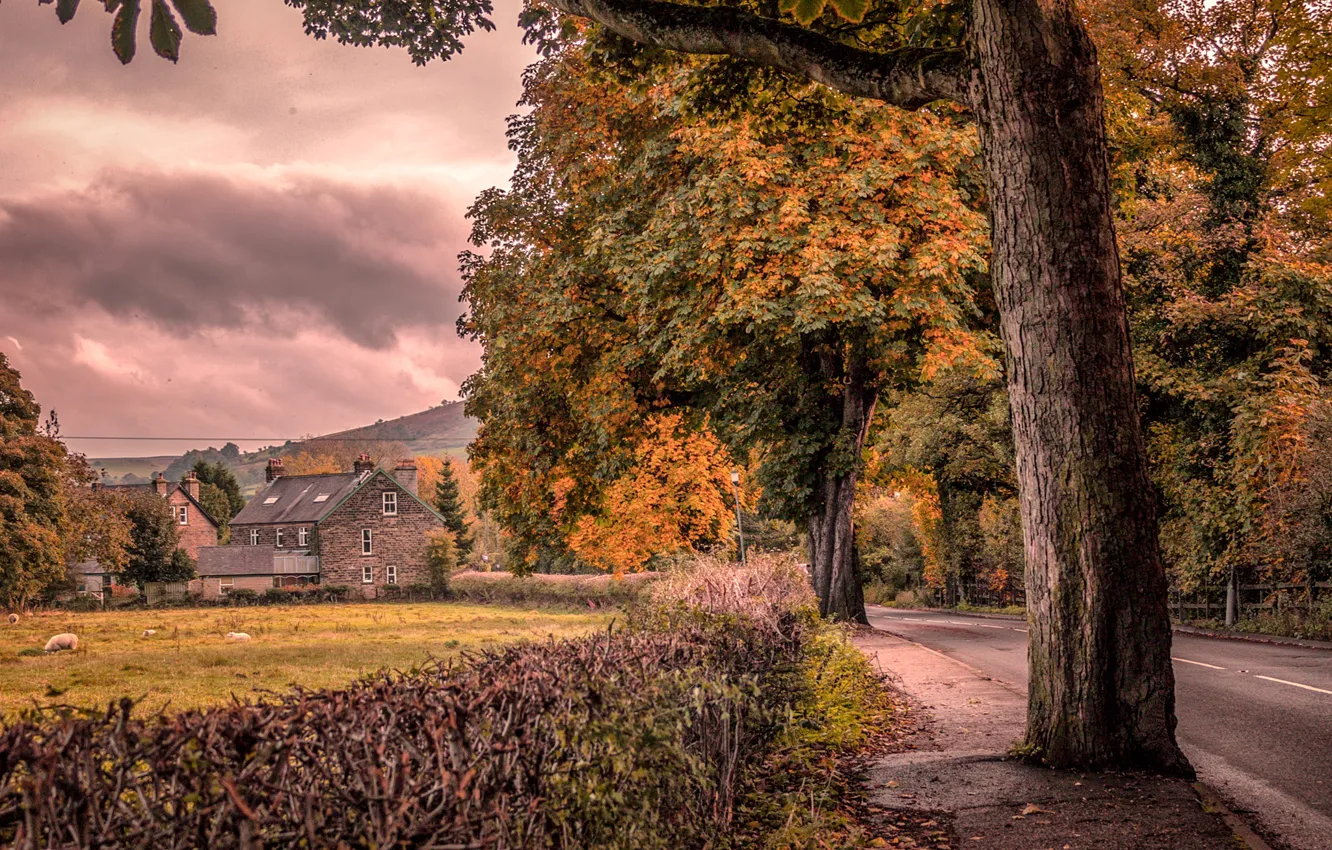 Photo wallpaper road, autumn, trees, England, home, the bushes, Bamford